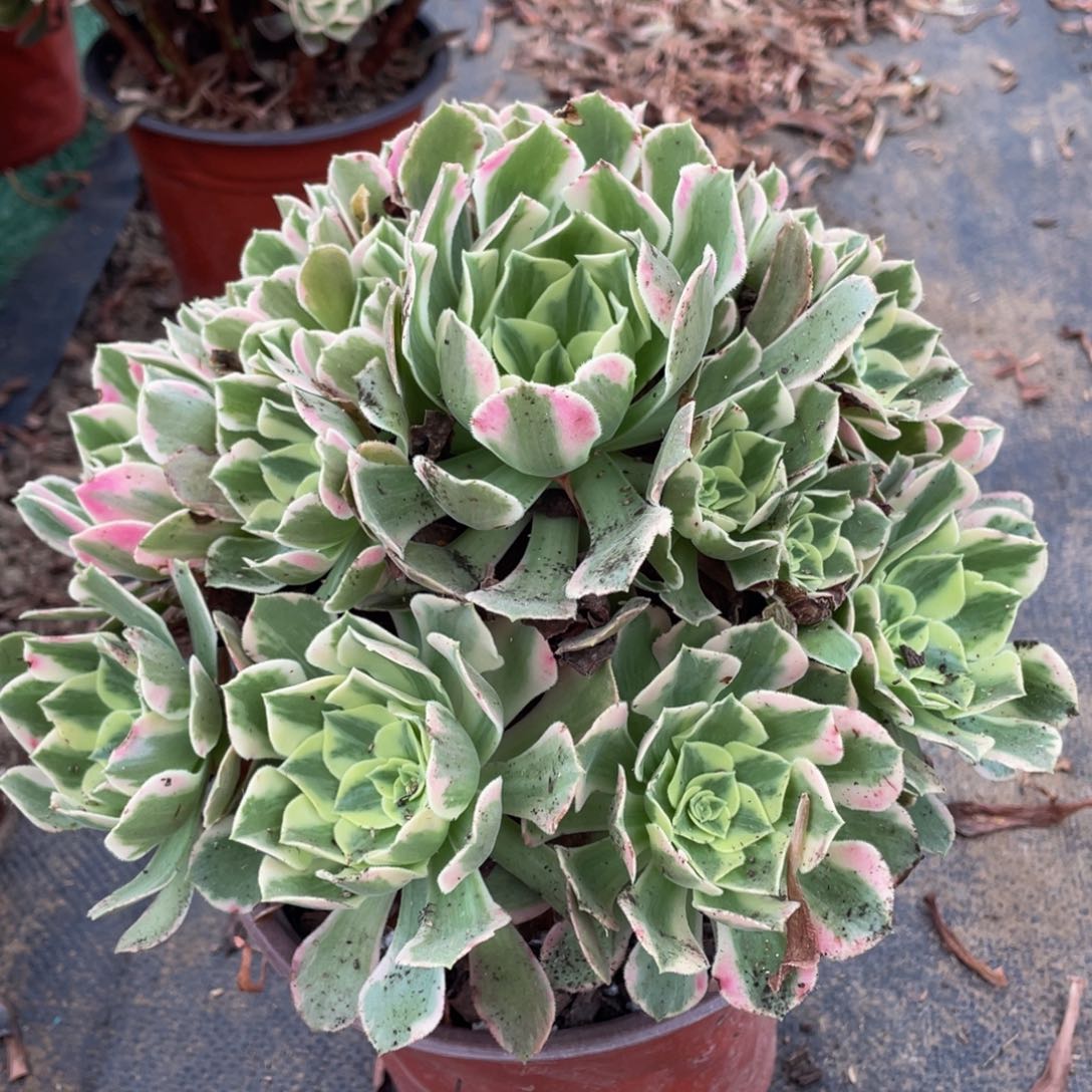 881红粉佳人精品法师多肉