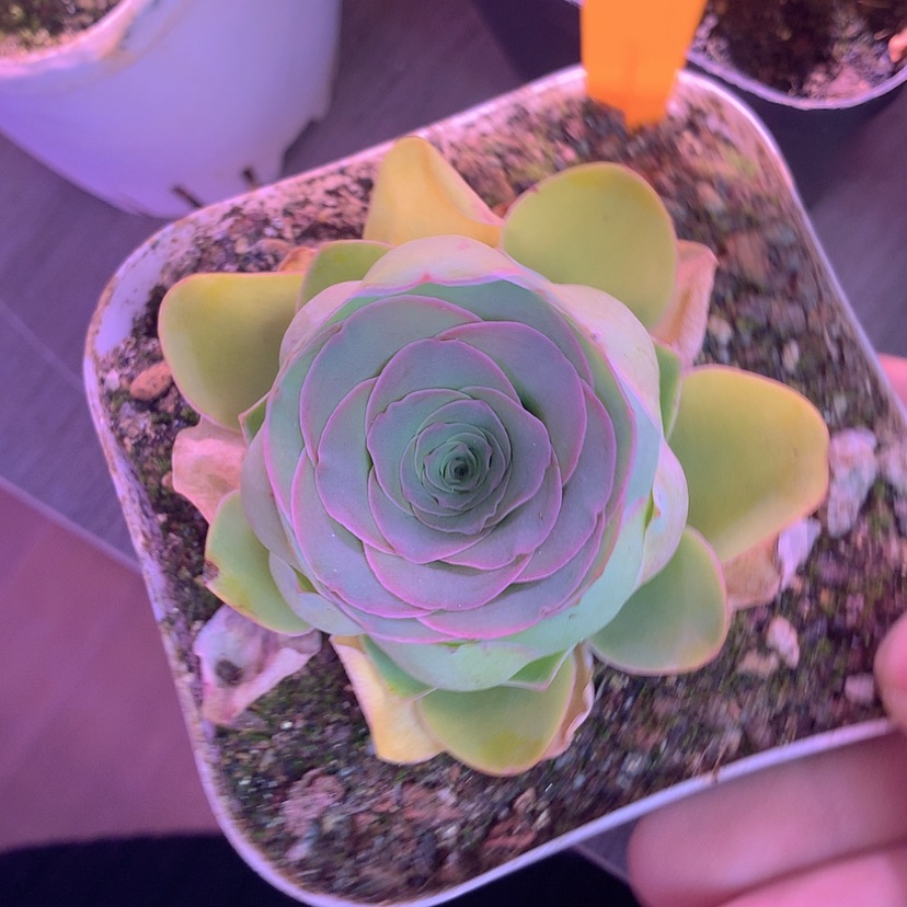 【闪购商品】yjj403