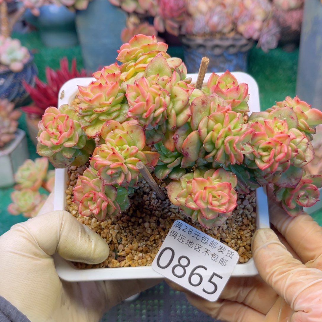 大0865；g z v x g cv v b b