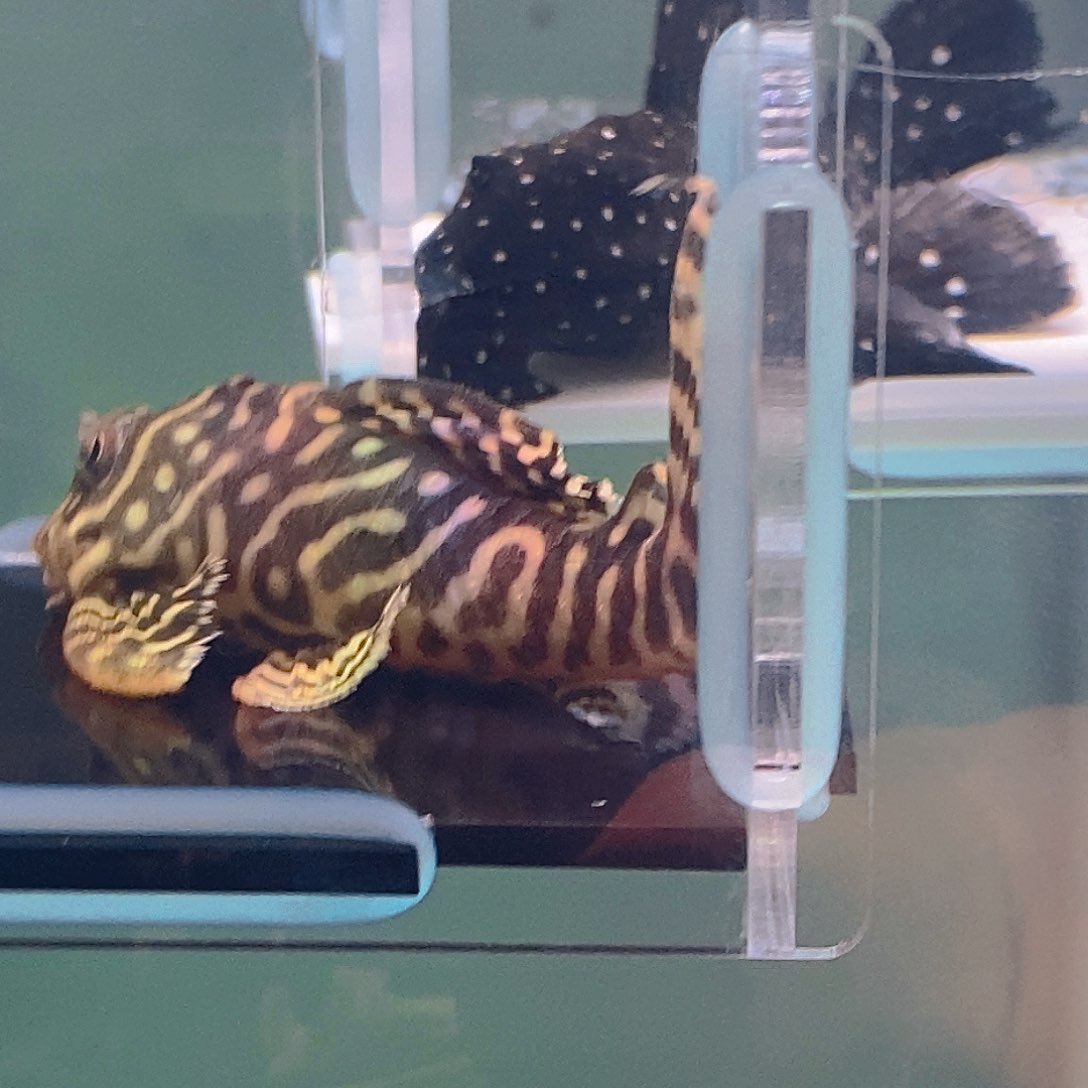 清道夫鱼皇室异型母鱼15号