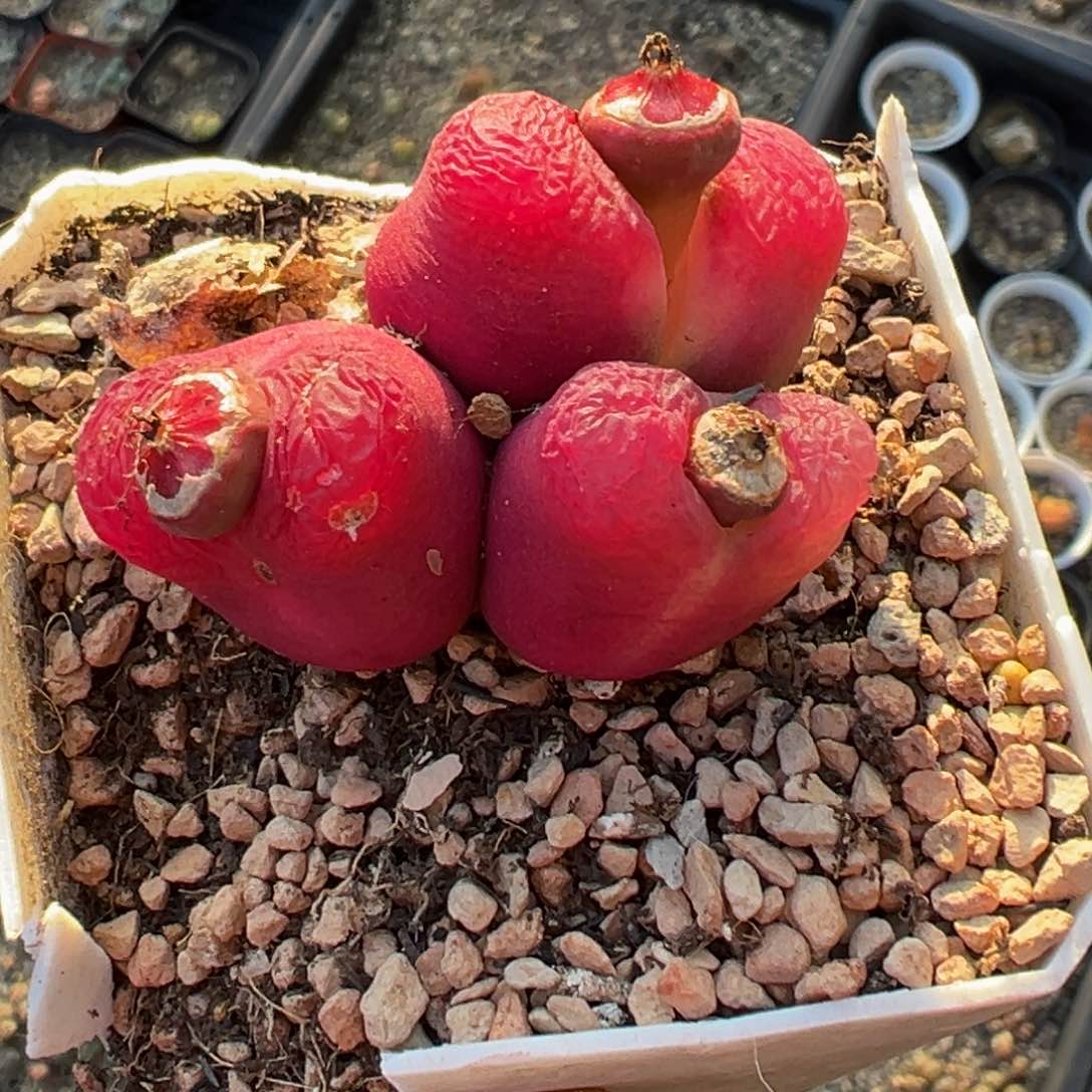 多肉植物111111111111111