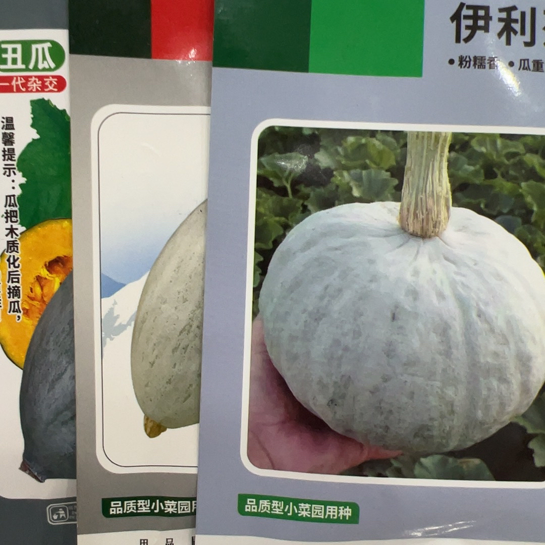 双11南瓜种子福利3袋
