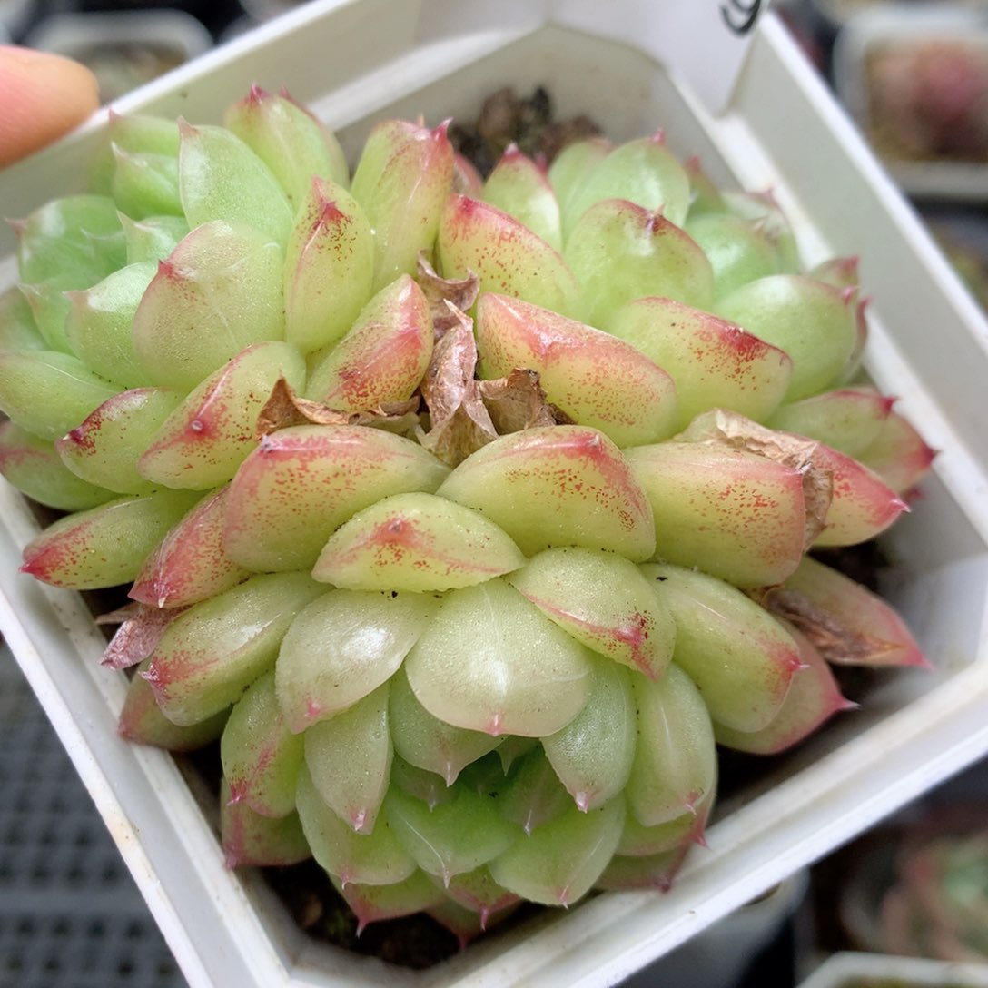 R9 ，柿子多肉20包邮