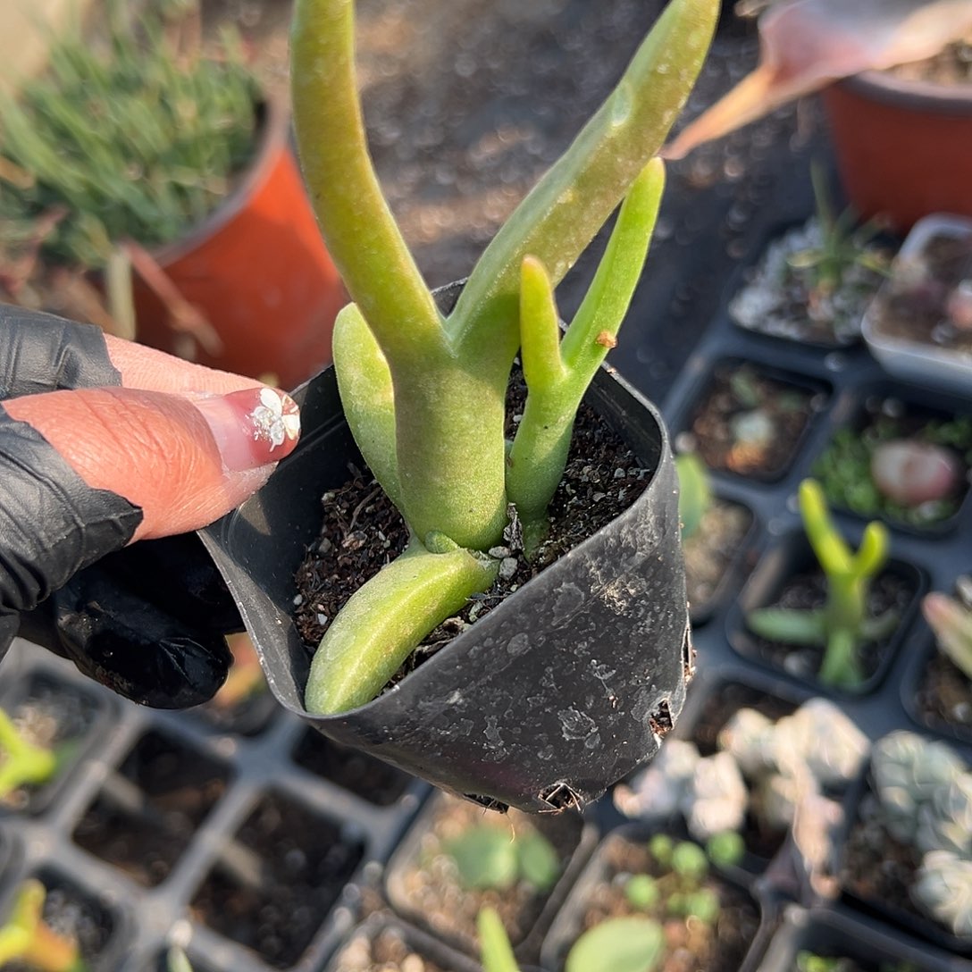 多肉植物怪鸟菊群