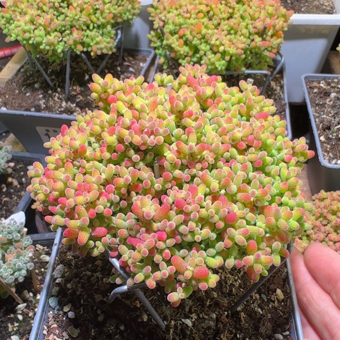 蜜橘糖球枝干番杏844