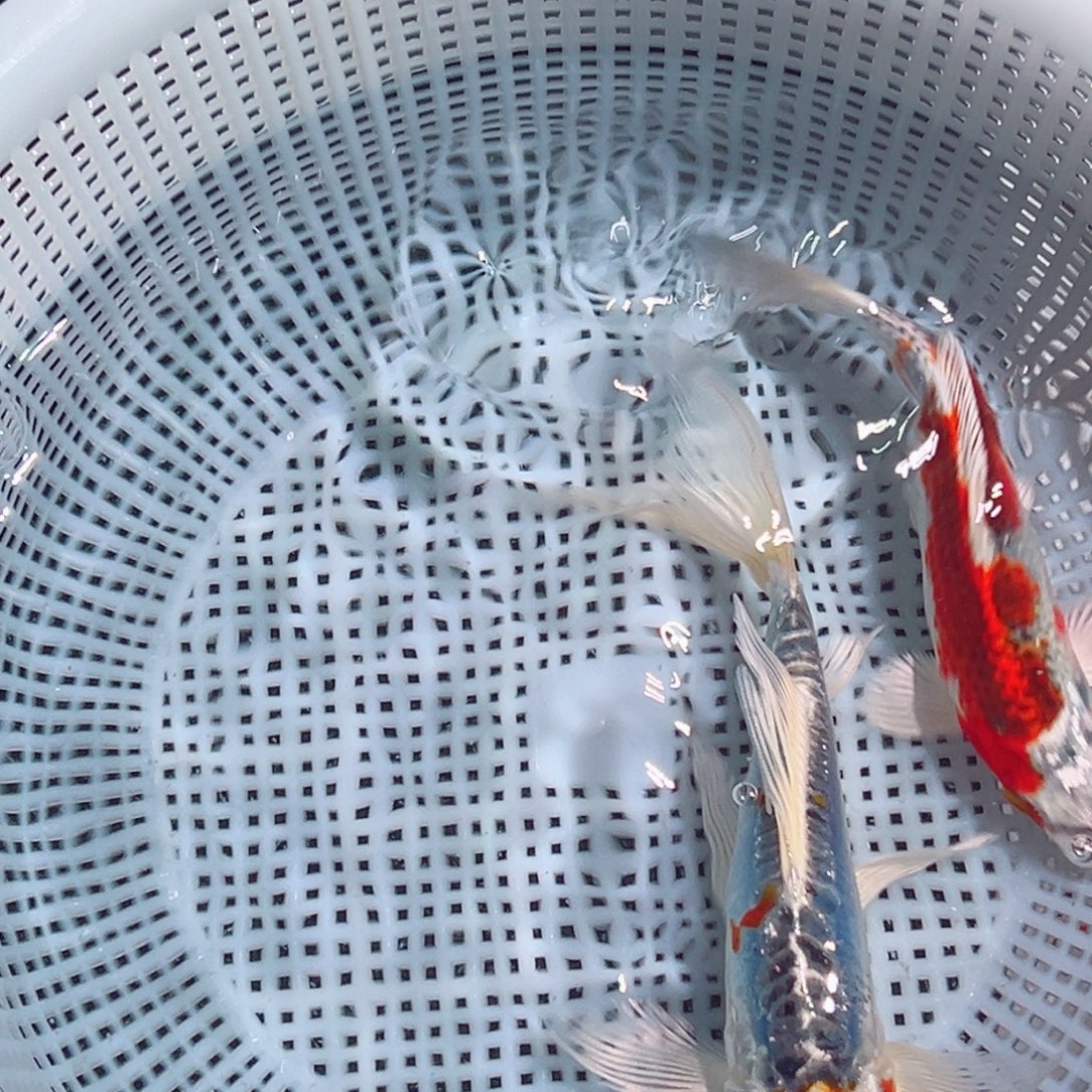 锦鲤锦鲤观赏鱼1111