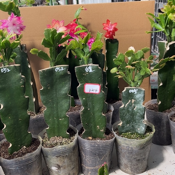 人***戏当前无花栽培后可以开花白重