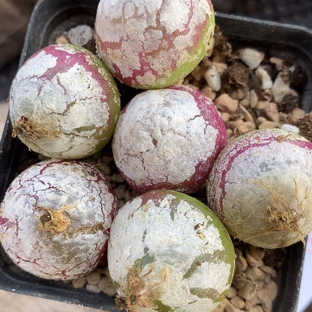 28100母本大灯泡有瑕疵一组2.5厘米左右