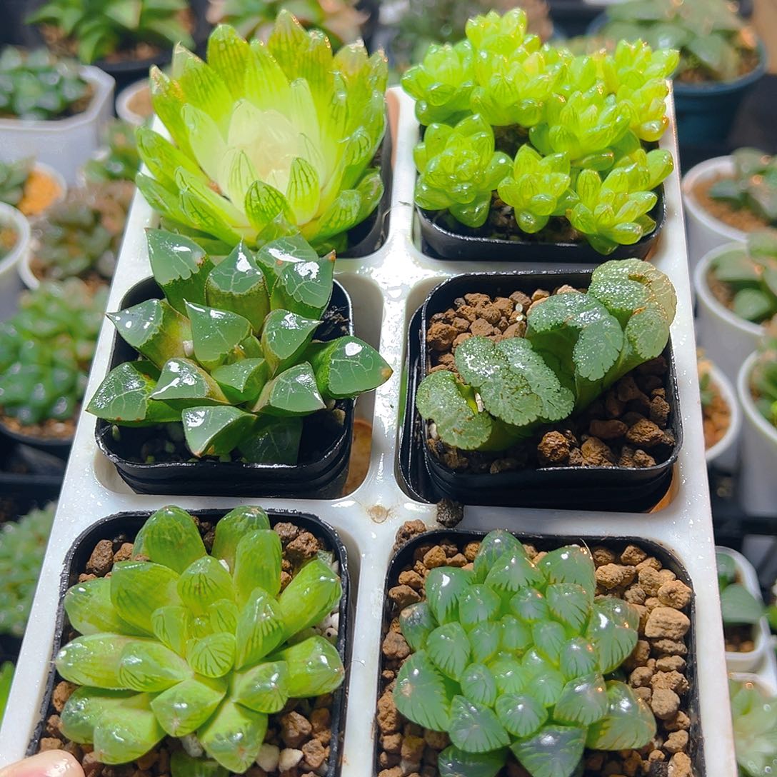 六盆玉露套餐多肉（不带托架）