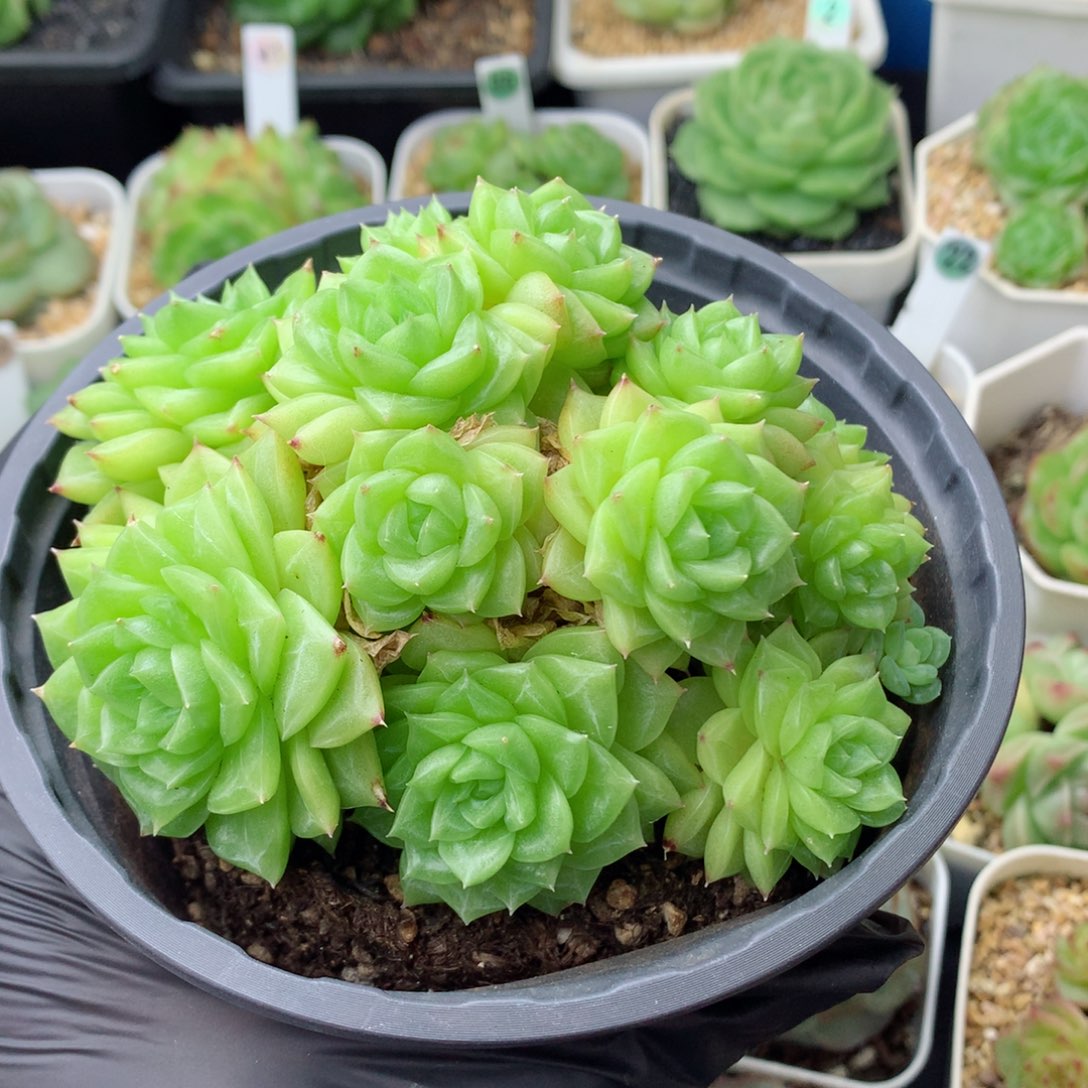 58包邮  群生不包整麦秆群3