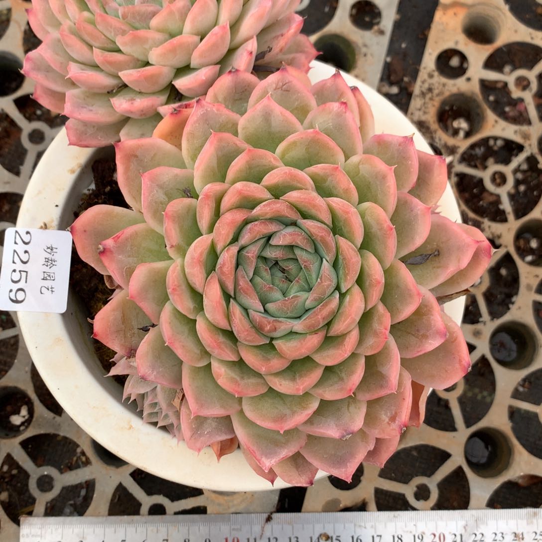 晴***^2259杂交精品基地20厘米