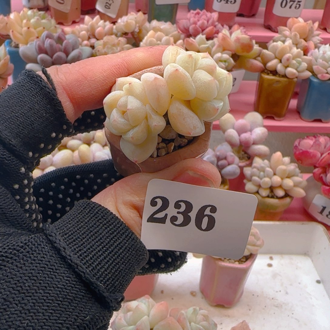 三*。冰玉236 ，满38包邮非偏远。包邮非偏远。