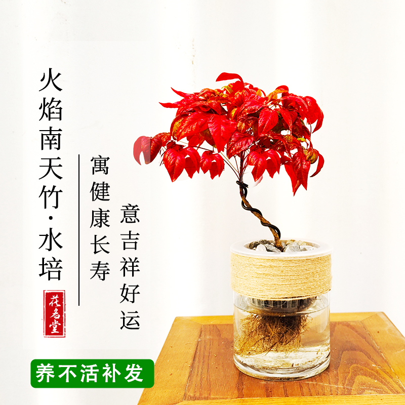 火焰南天竹水培绿植室内四季好养冬季耐寒年宵花卉盆景