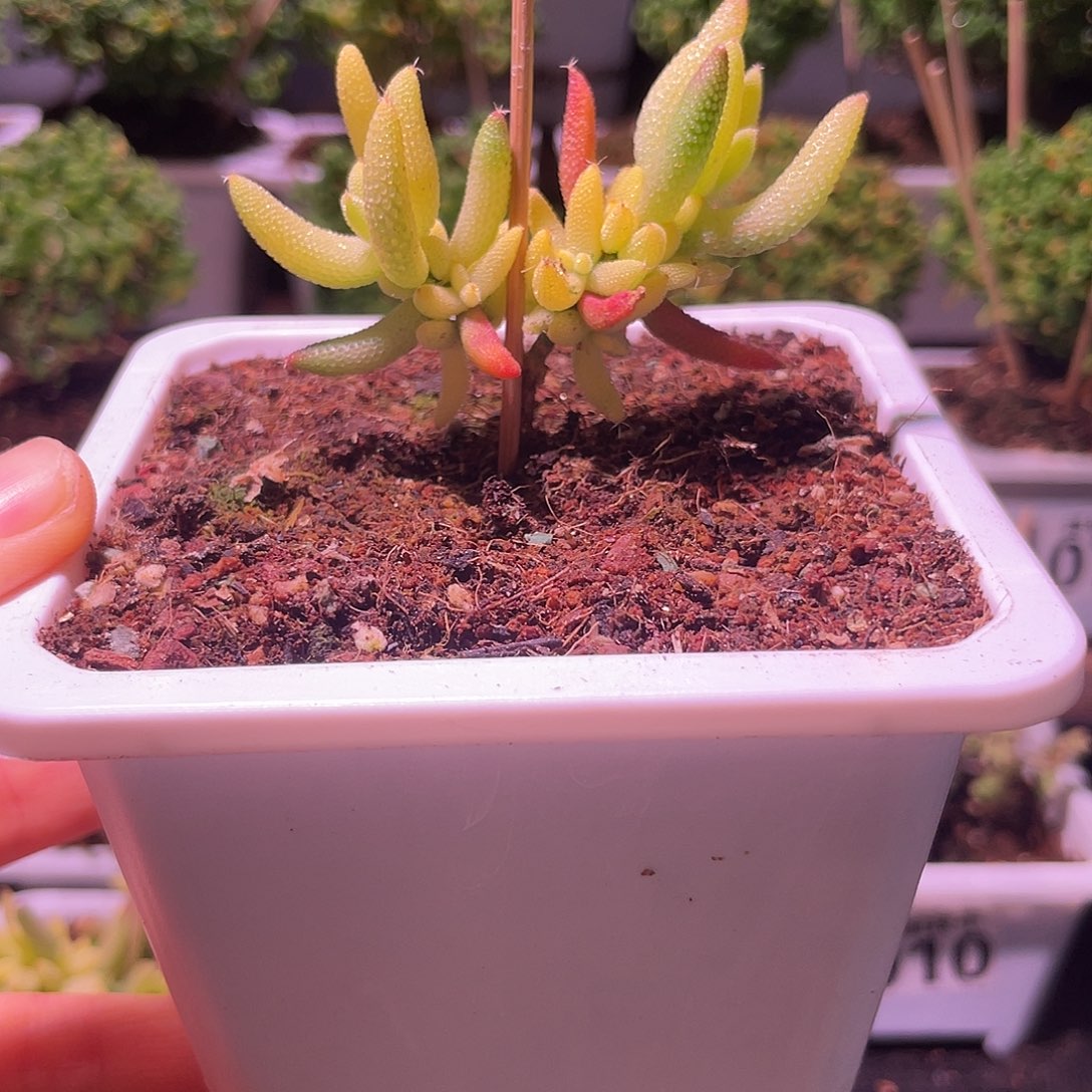 06枝干番杏玉米锦