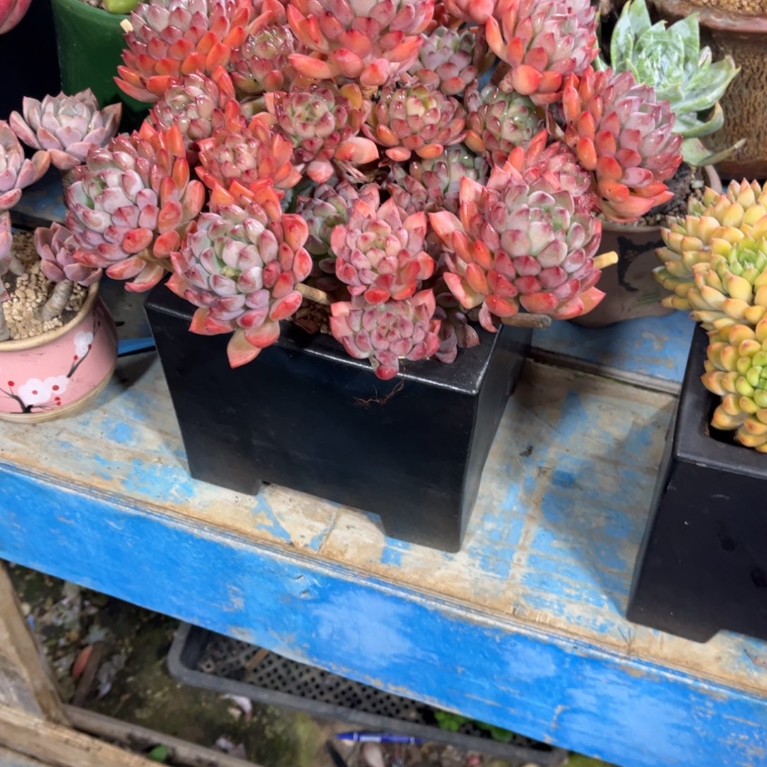 扭***柴多肉植物保护研究所所长的