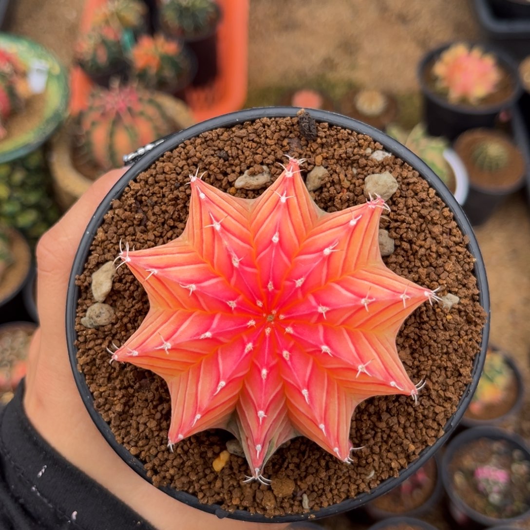 7.5cm水晶大肋骨锦 带盆土