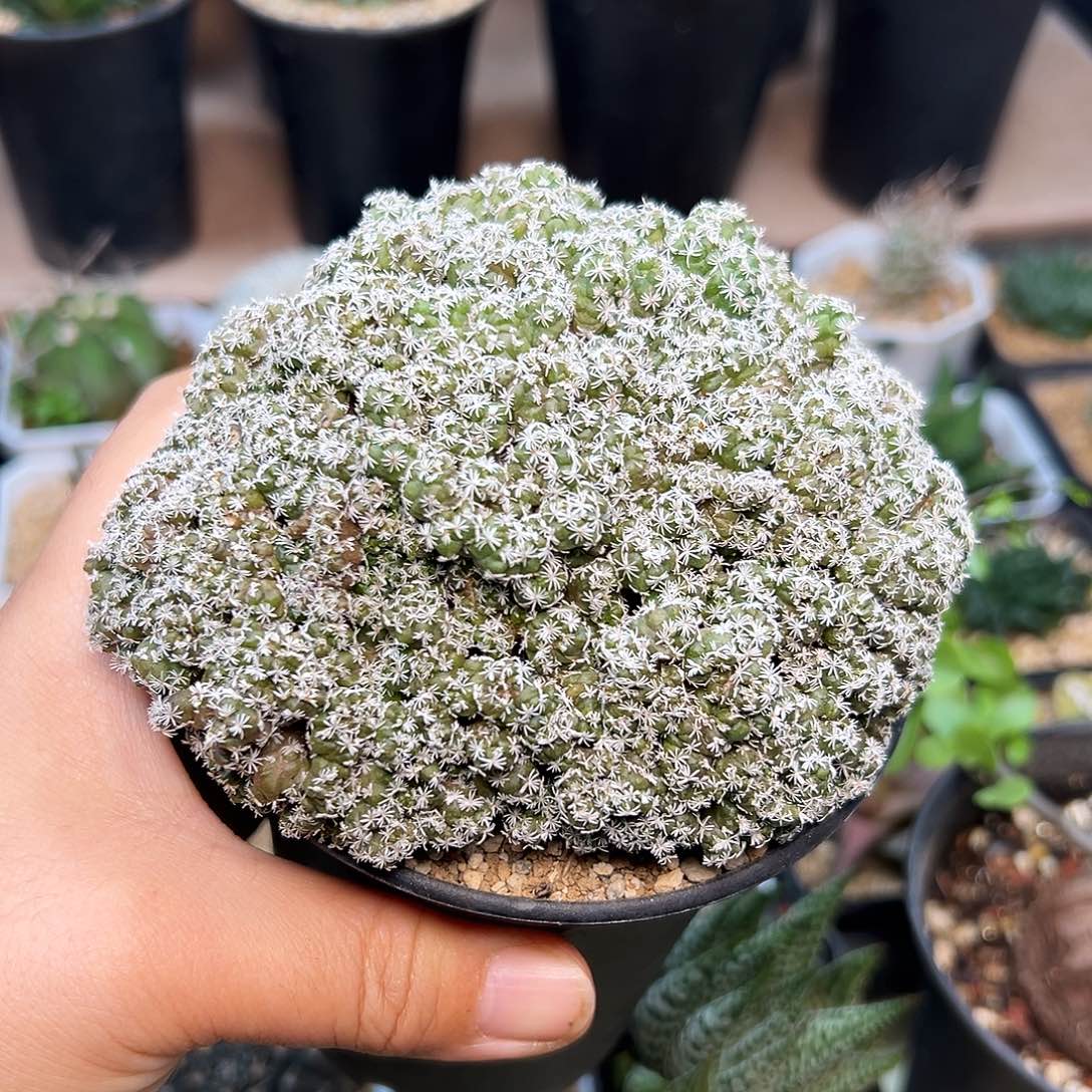 长城丸娇丽石化群萝卜根