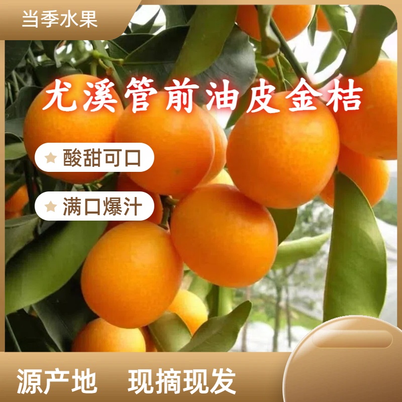 正宗福建尤溪管前油皮金桔酸甜爆汁现采现发新鲜润肺生津皮薄肉嫩