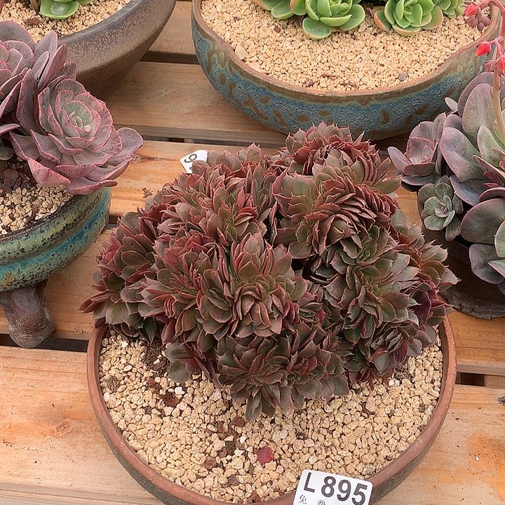 蒙娜丽莎缀化 多肉植物，9.28号发