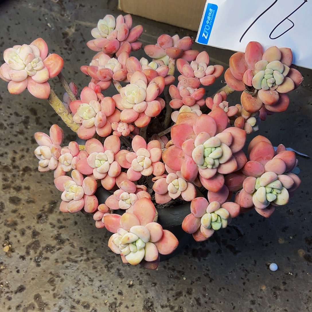 *****76号一物一拍脱土包邮