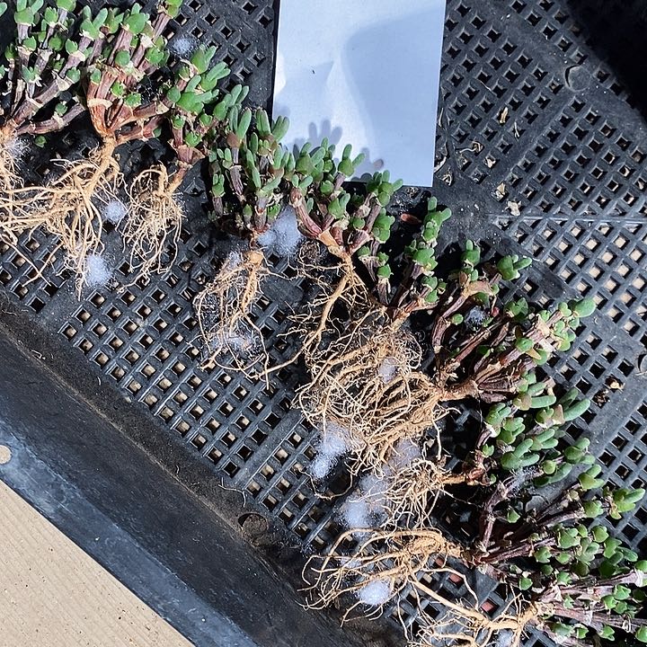 22312。  老桩兔子一群。      