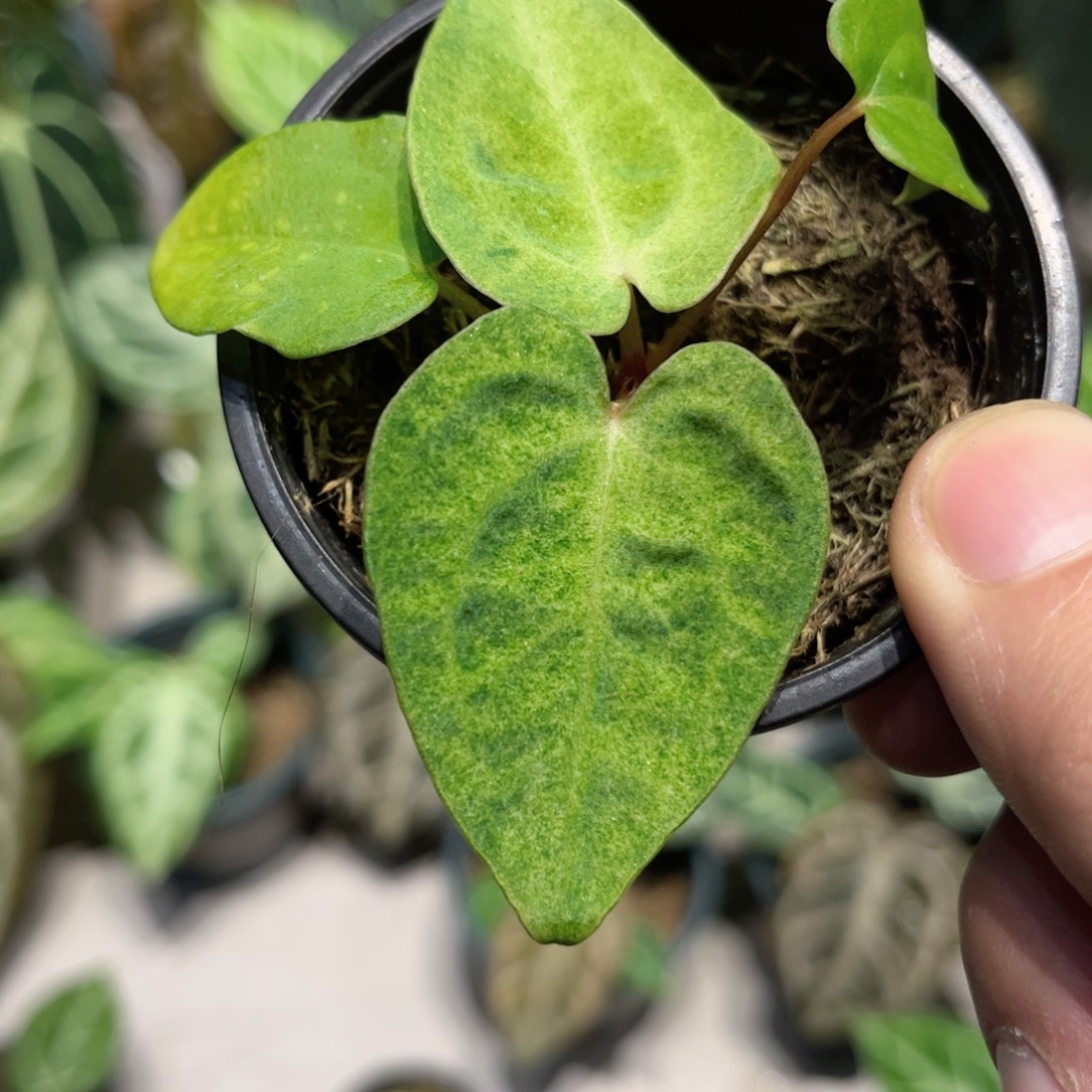 完全开放黑凤凰杂薄荷花烛锦