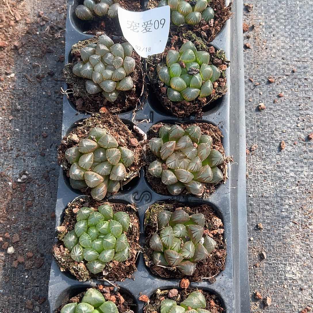 直播福利一物一拍09