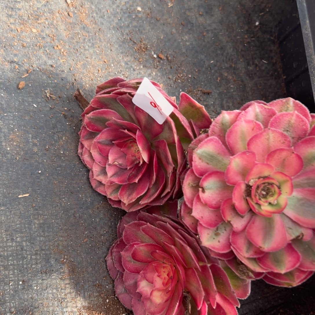 96桃花坞三颗9.9多肉