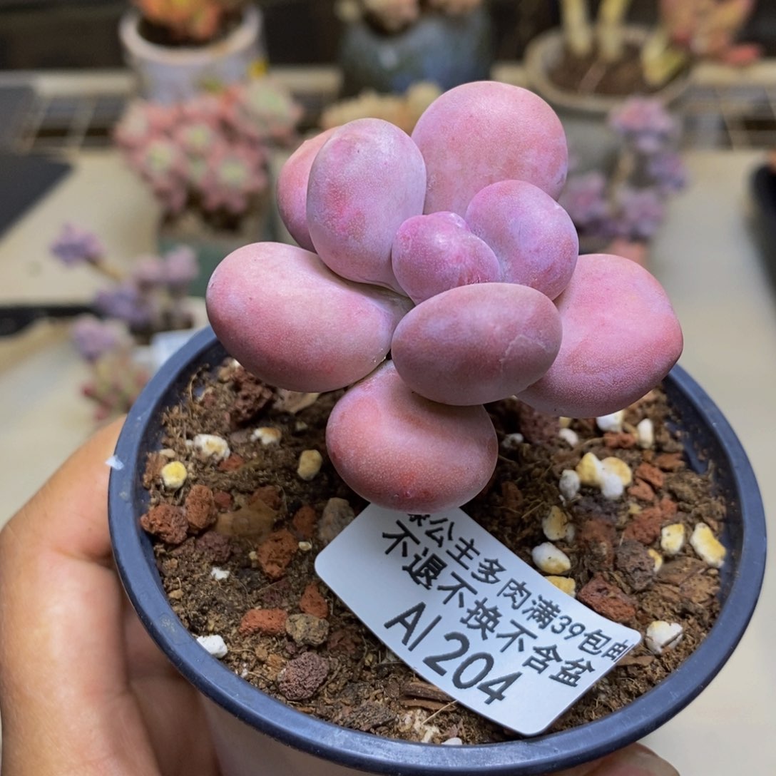 204橙雪球多肉3c m