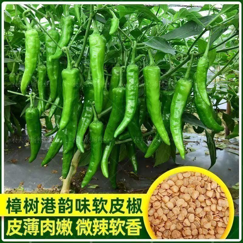 富贵樟树港辣椒种子秋冬季播种早熟耐寒家庭阳台小院种植