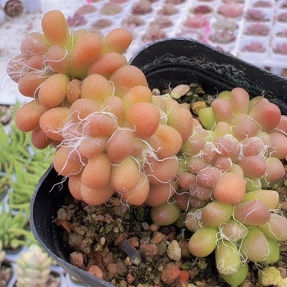 小老头19包邮多肉植物