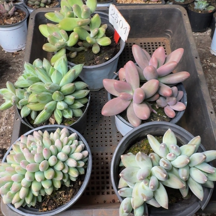 2504多肉植物一物一拍