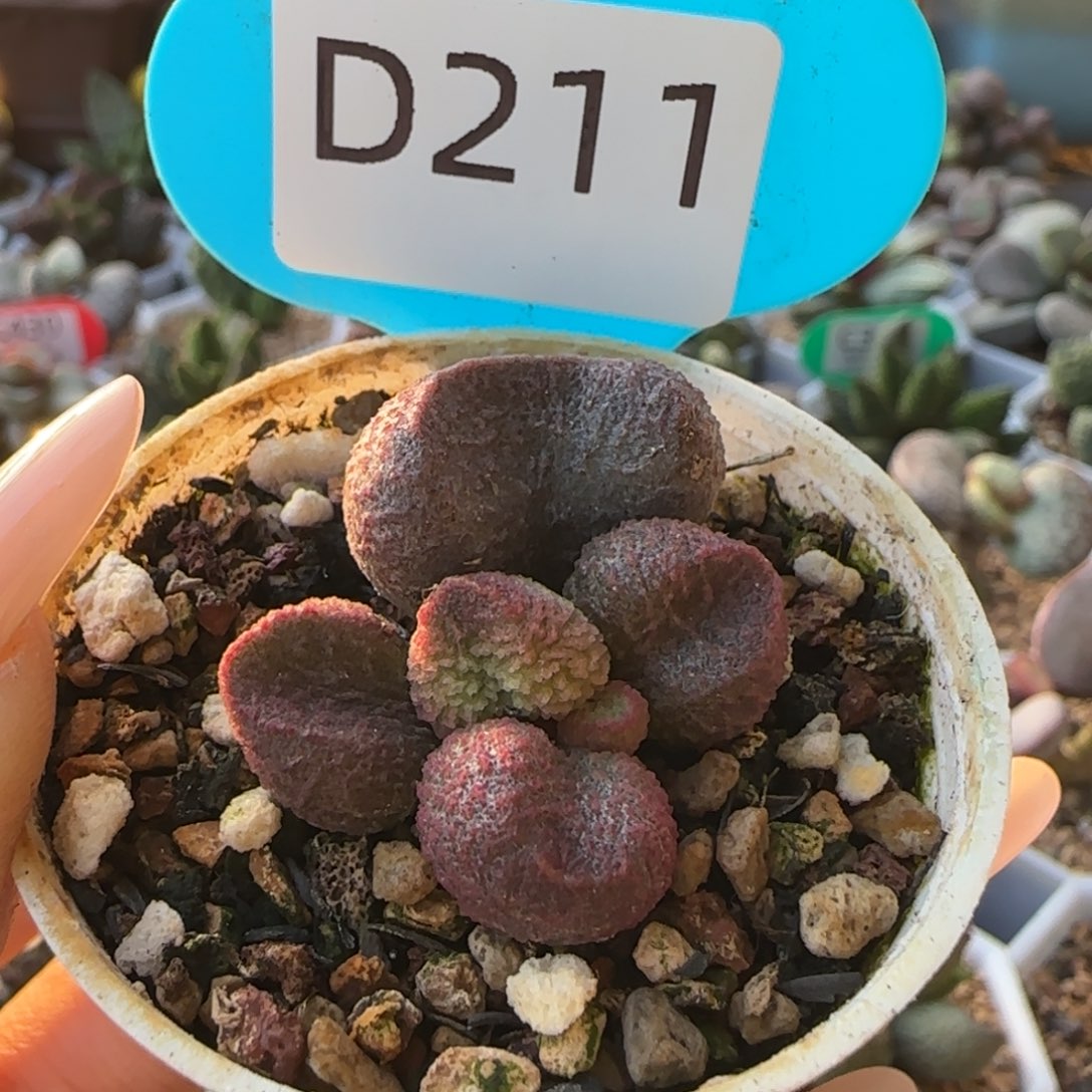 水蜜桃。    211。    