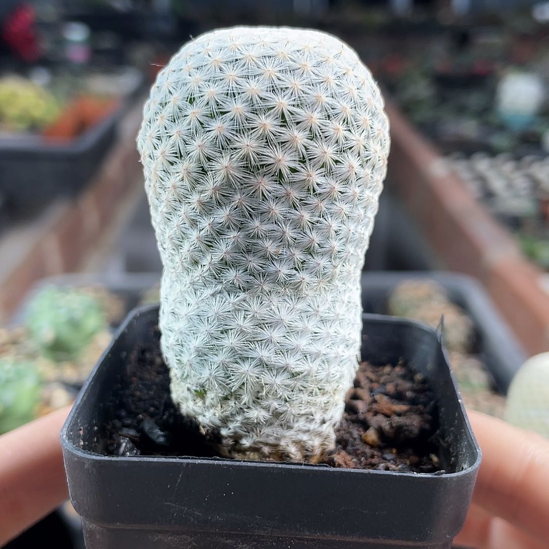 3cm自根白鸟1颗福利