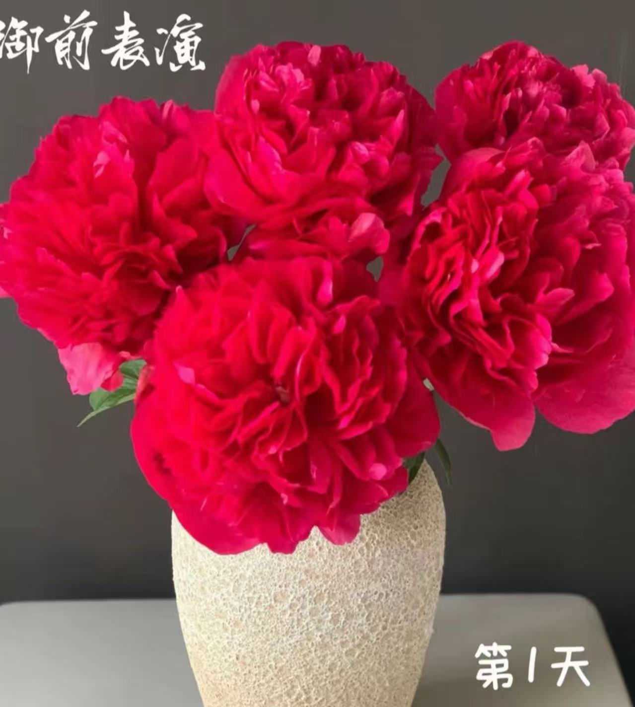 千层重瓣芍药花【御前表演】变色芍药花