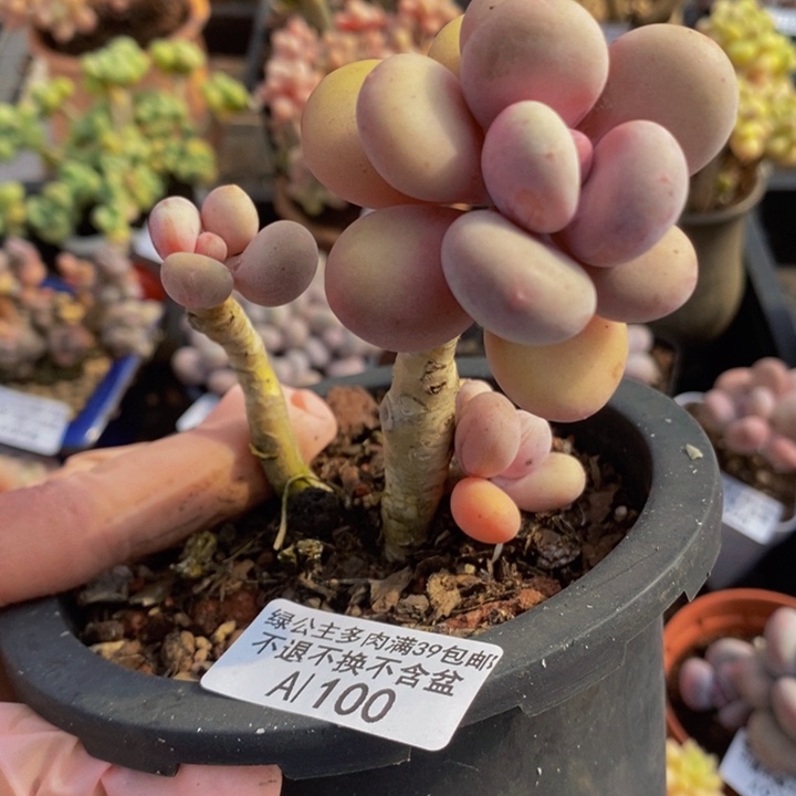 蛋黄奶老桩100多肉