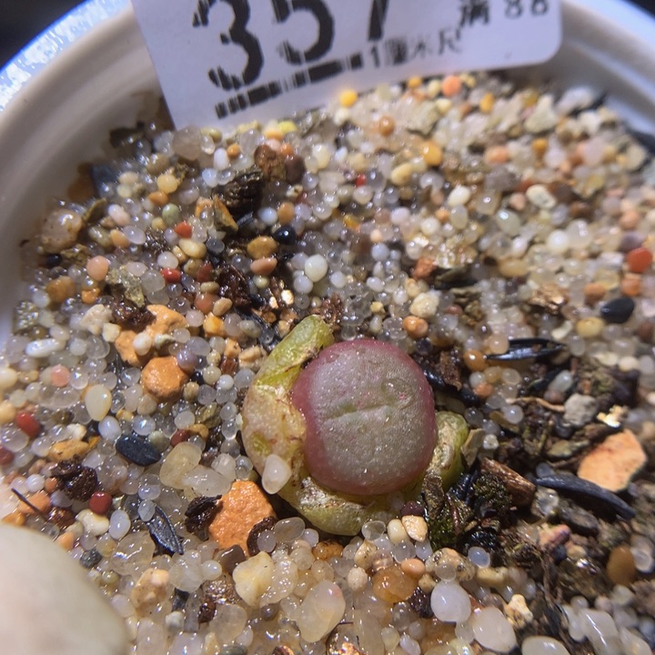 精品生石花311.357方碗