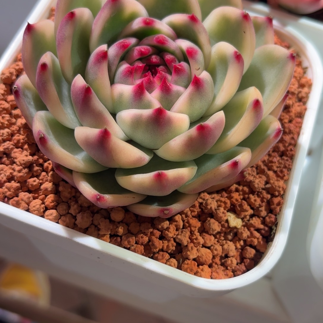 月亮石锦多肉植物