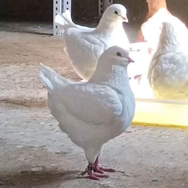 鸽 子 鸽 子 用品 直播选购下单