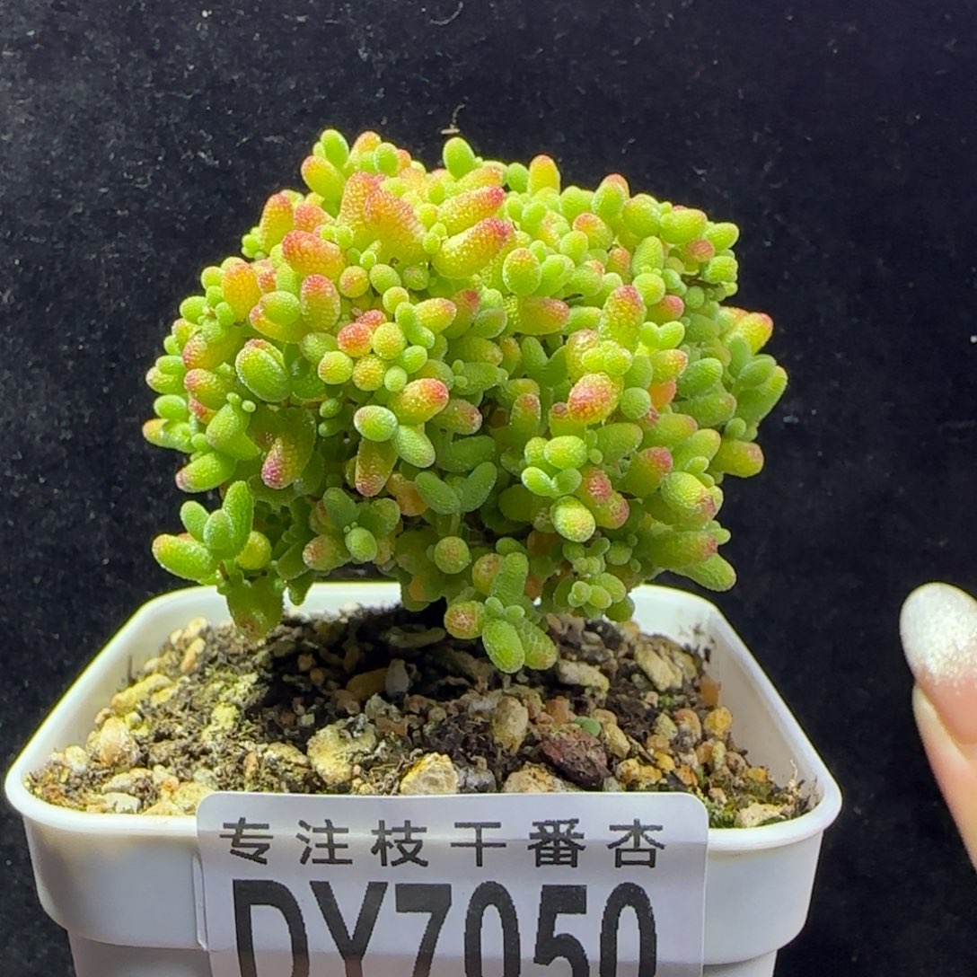 dy050精控蜜橘直杆老桩冠幅5.5cm