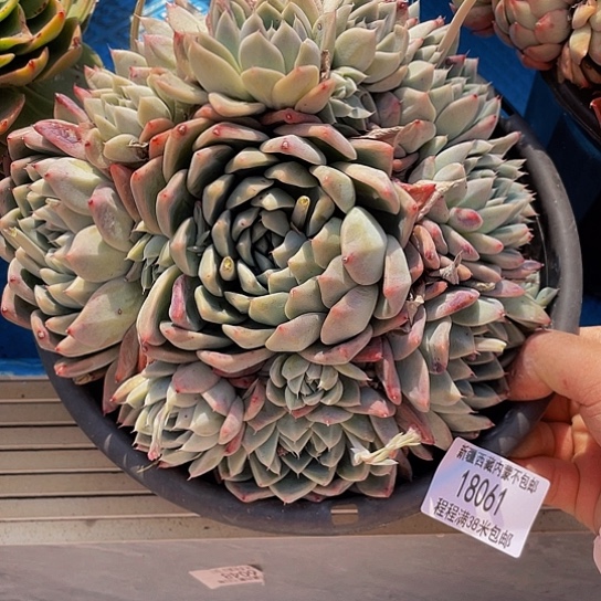 暖*如梦令18061多肉