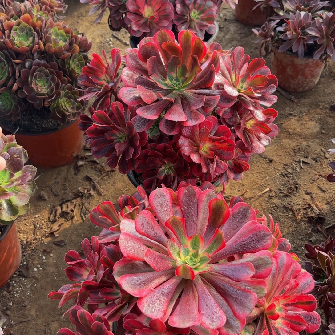 美杜莎4号15.8多肉植物