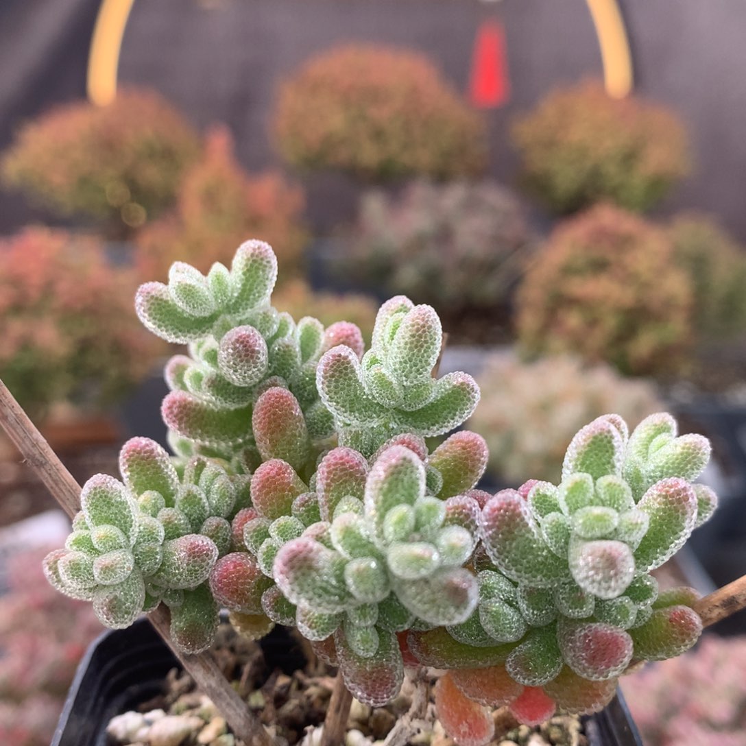 c106冰晶枝干番杏