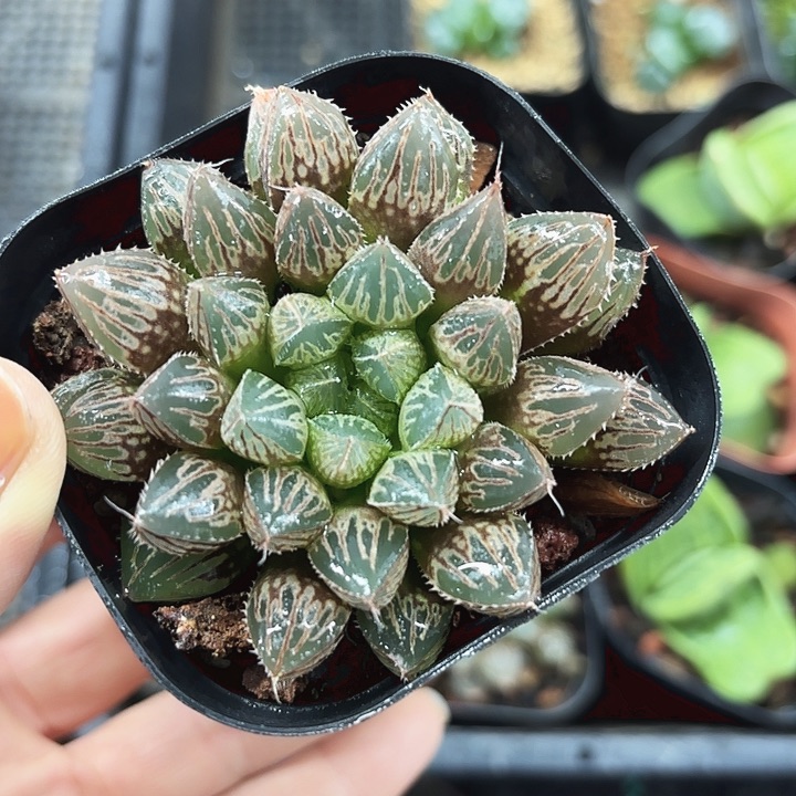 粉楼兰玉露多肉植物