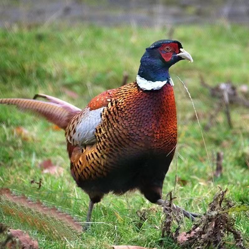 户外通用鸟粮精品9五谷杂粮均可拌