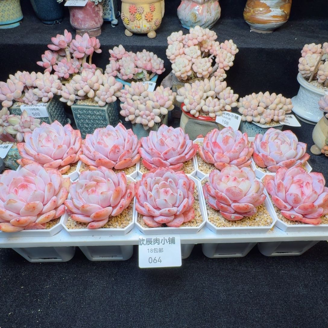 多肉植物  064  仙女橙