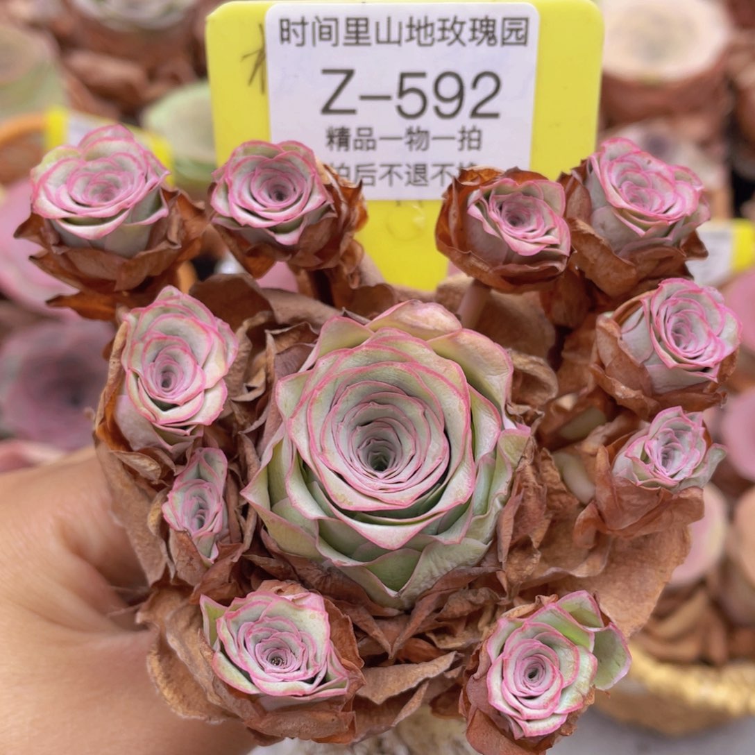 山地玫瑰Z592断枝不包损不售后