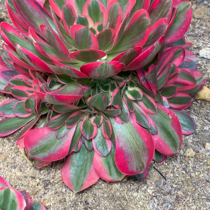 364多肉植物一物一拍