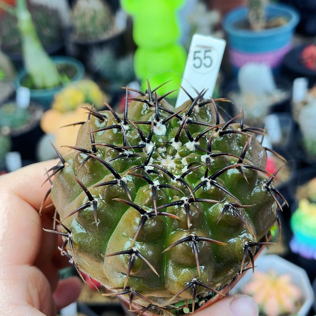 非偏远地区满25包邮仙人球