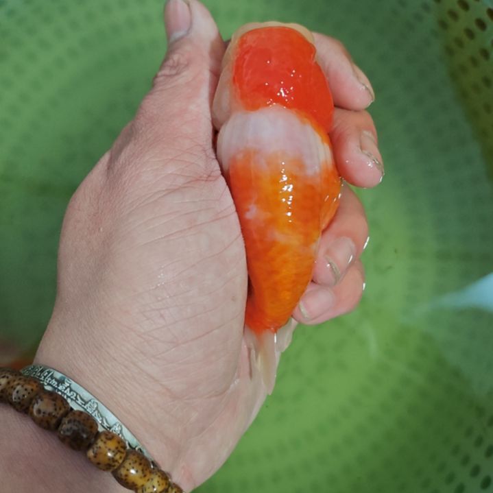 金鱼兰寿金鱼 运费顺丰到付